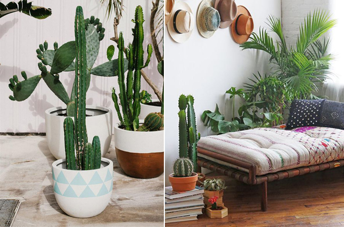 immagine-succulent-cactus-interior-design-styling-www-ellymacdonalddesign-com5_