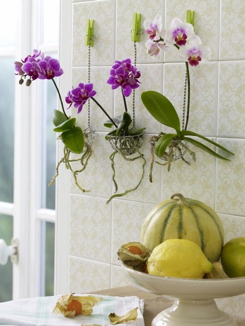orchid-home-design