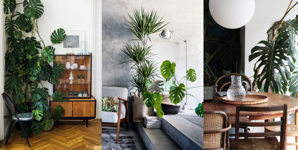 Arredare con le piante architettura e design a roma Arredare con le piante da interno