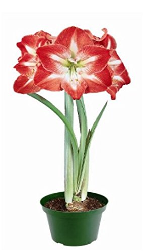 Bulbi Di Amaryllis In Cera Dorata - 2 Bulbi Grandi 26/28 Cm, Fioritura Facile Senza Terra, Piante Esclusive Dall'Olanda