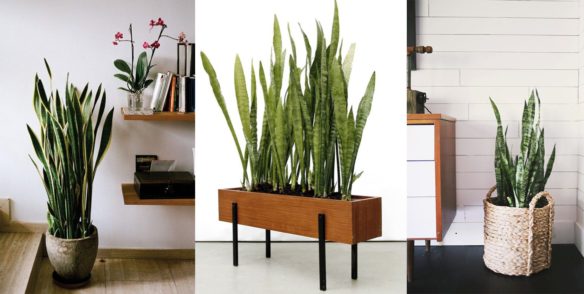 piante sansevieria