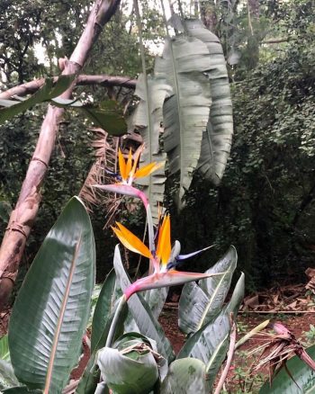 Uccello del paradiso: scopriamo questa che tra le piante da appartamento è davvero incredibile - image parad-strelizia-regina-bird-of-paradies-350x438-1 on http://www.designedoo.it